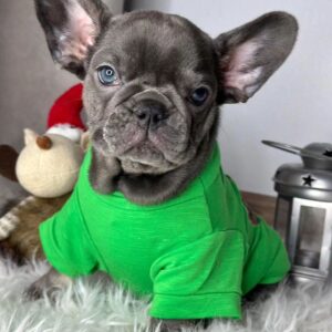 Fluffy French bulldog puppies for sale