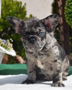 Frenchie puppies near me