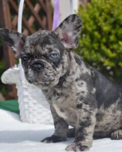 Frenchie puppies near me