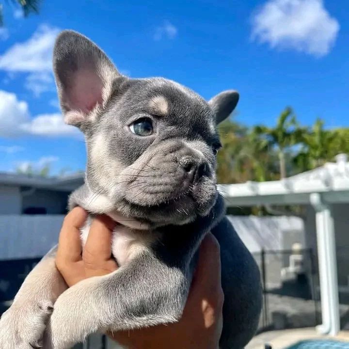 French Bulldog puppies for sale near me