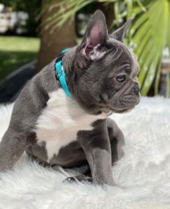 french bulldog puppies near me