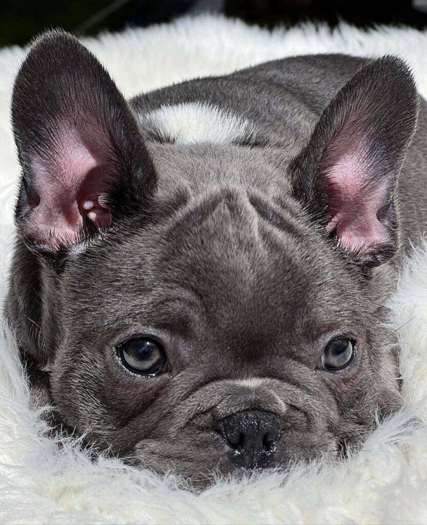 Fluffy french bulldog puppies for sale