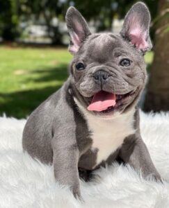 french bulldog puppies near me