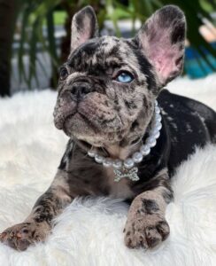 french bully puppies for sale