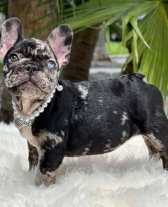 french bully puppies for sale