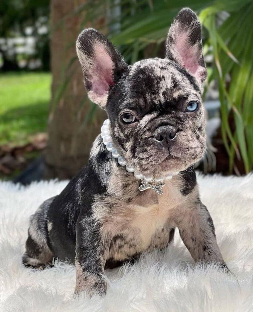 French bulldog puppies for adoption near me