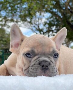 French bully puppies for sale