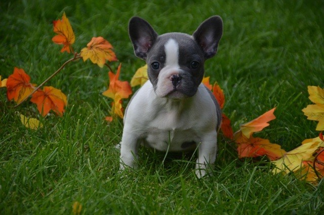French Bulldog Rescue and Adoption: A Comprehensive Guide to Finding Your Perfect Companion