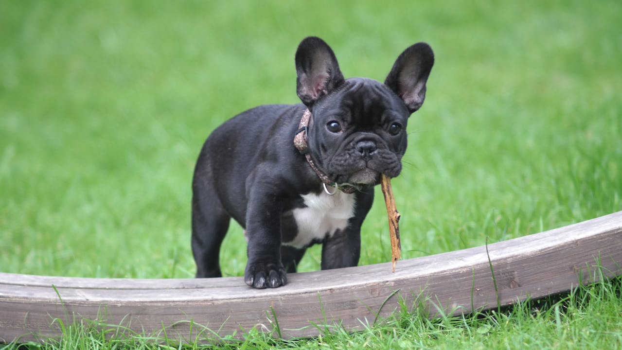 French Bulldog Behavior and Temperament