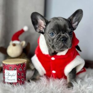 french bully puppies