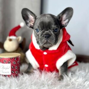 french bully puppies