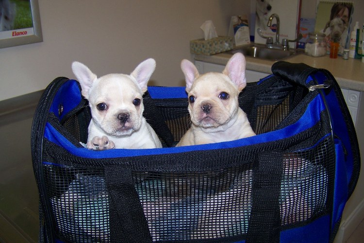 Frenchie Bull dog for sale delivery day