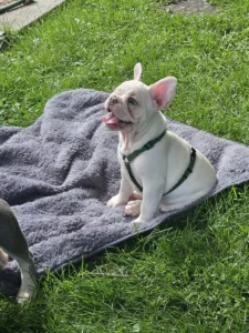 french bulldogs for sale