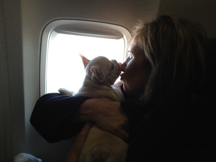 Frenchie Bull dog for sale air travel