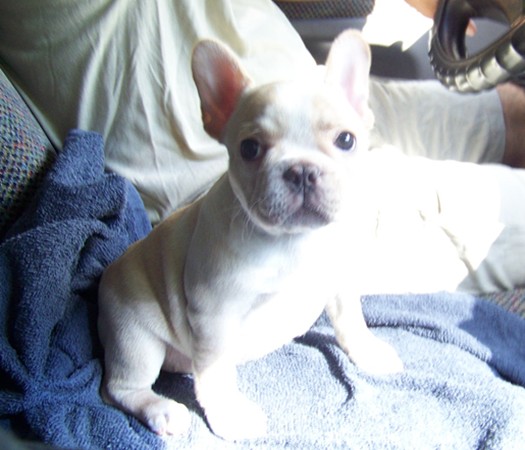 Frenchie Bull dog for sale car delivery