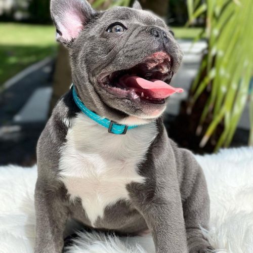 french bulldog puppies near me