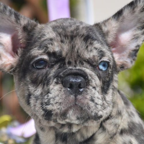 Fluffy French Bulldog puppies for sale