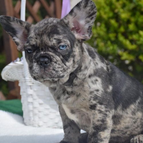 French bulldog puppies for adoption near me