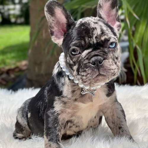 French bulldog puppies for adoption near me