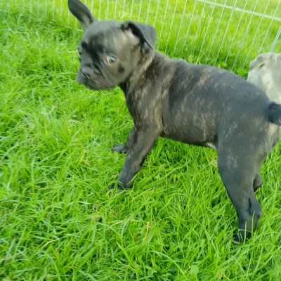 French bulldog puppies near me