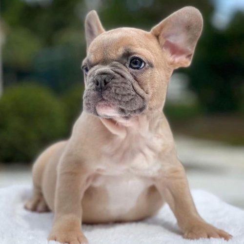 French bulldog puppies near me