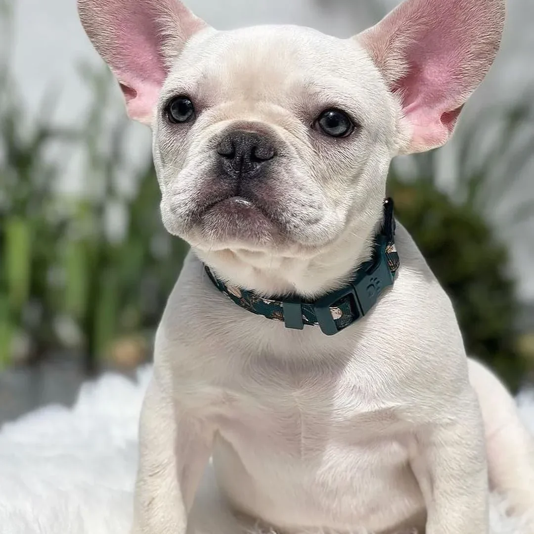 Fluffy French bulldog puppies for sale.